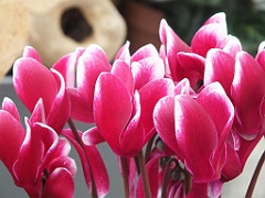 FlowersNL (185)